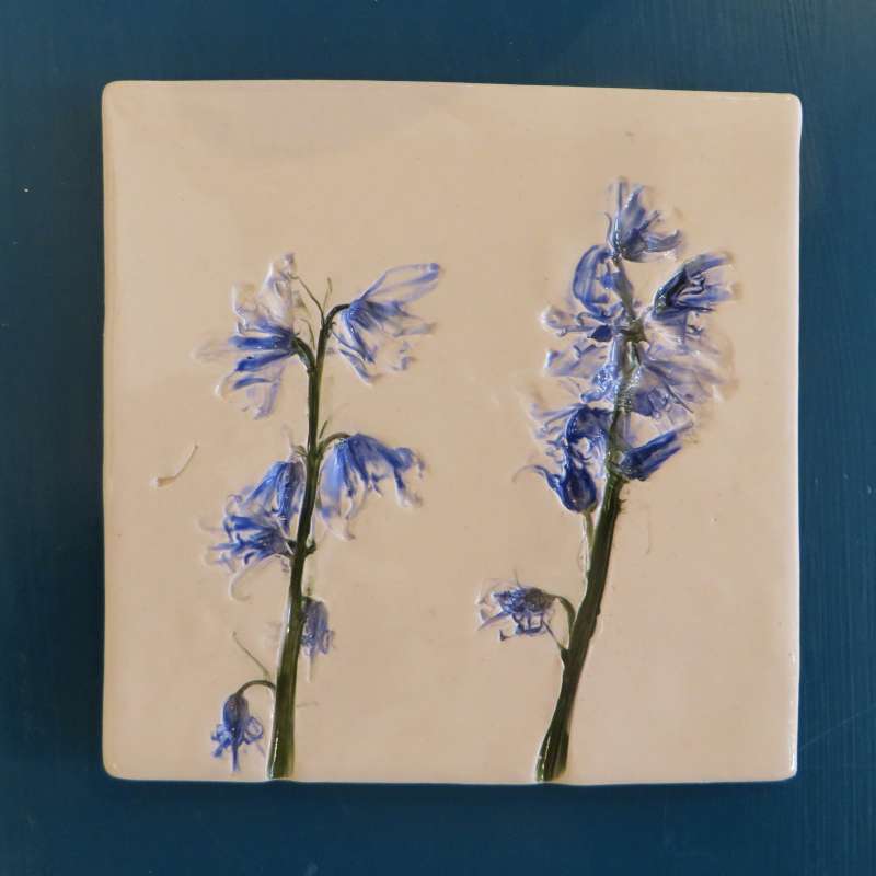 Bluebell Coaster